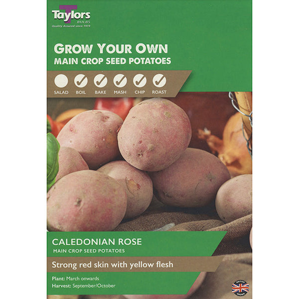 Caledonian Rose Main Crop Seed Potatoes (Pack of 10) image 0