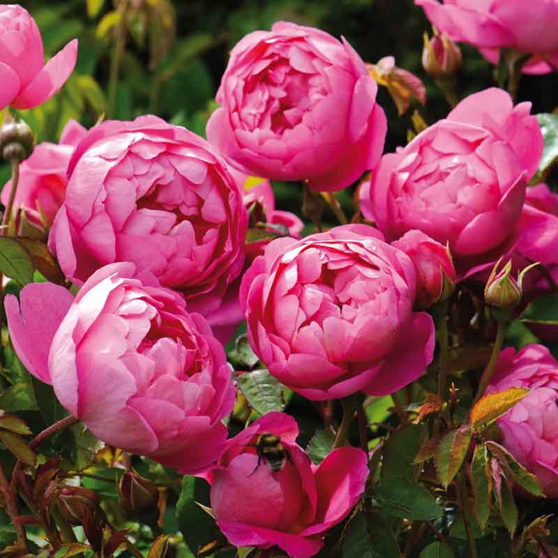 David Austin Royal Jubilee® English Shrub Rose (6-Litre Pot) image 0