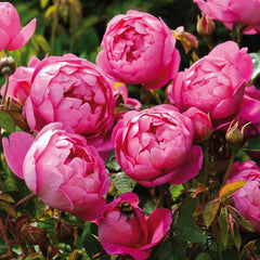 David Austin Royal Jubilee® English Shrub Rose (6-Litre Pot) image 0