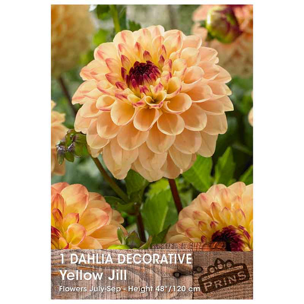 Dahlia Decorative 'Yellow Jill' (1 tuber) image 0