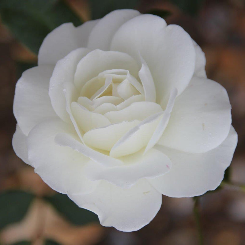 Whartons Roses ‘Iceberg' Shrub Rose (3-Litre Pot) image 0