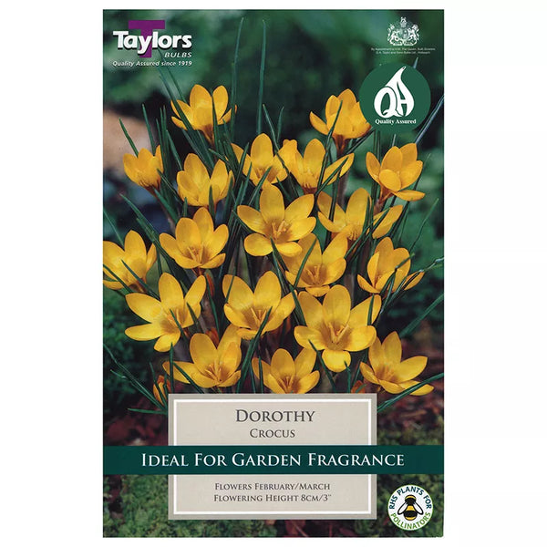 Crocus 'Dorothy' (12 bulbs) image 0
