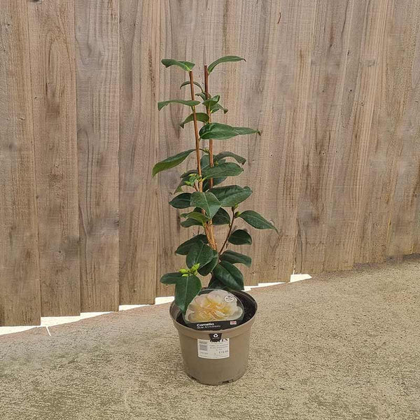 Camellia Japonica ‘Silver Anniversary’ (3-Litre Pot) image 0