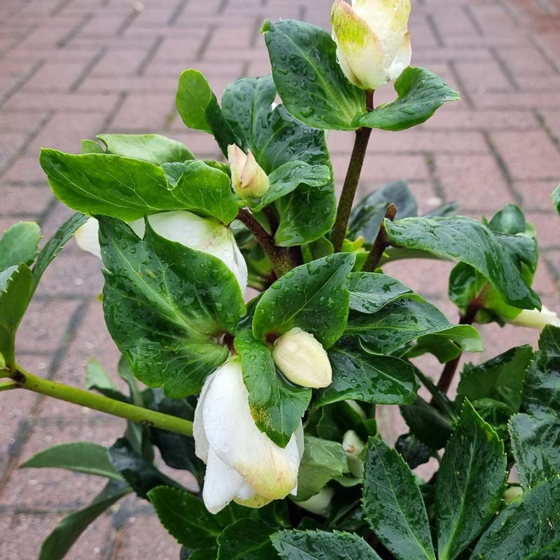 Helleborus HGC ‘Winter Ballet White’ (2-Litre Pot) image 0