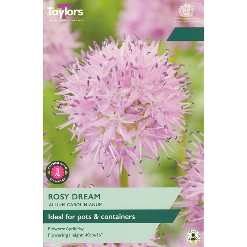 Allium Carolinianum ‘Rosy Dream’ (7 Bulbs) image 0
