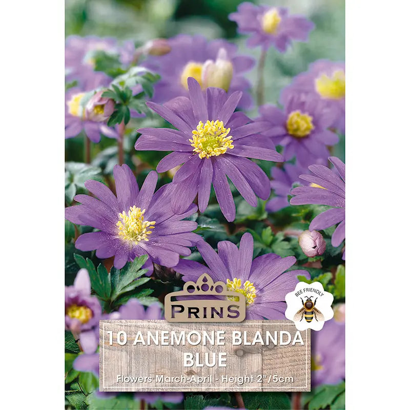 Anemone blanda 'Blue Shades' (10 bulbs) image 0