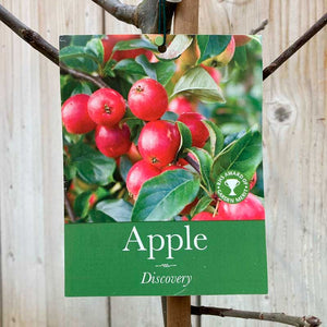 'Discovery' Apple Tree (12 Litre Pot) image 0