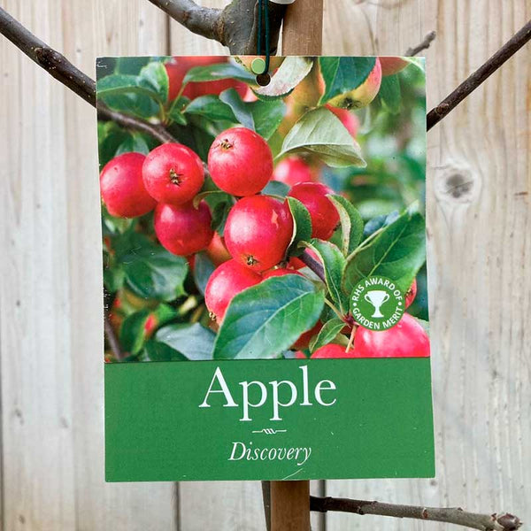 'Discovery' Apple Tree (12 Litre Pot) image 0