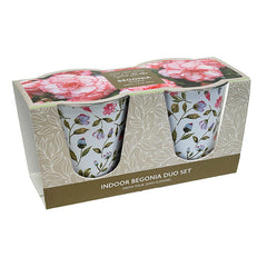 Indoor Pink Begonia ‘Rosebud’ Duo Gift Set (2 Tubers) image 0