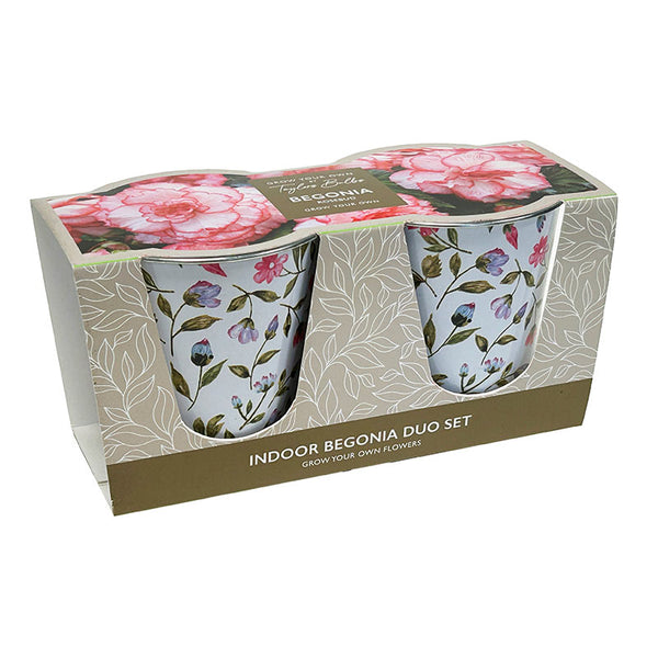 Indoor Pink Begonia ‘Rosebud’ Duo Gift Set (2 Tubers) image 0