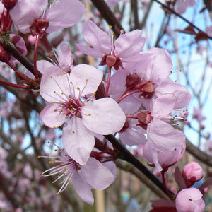 Prunus cerasifera Pissardii ‘Nigra’ Tree (Black Cherry Plum) (12-Litre Pot) image 0