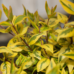 Abelia x grandiflora ‘Kaleidoscope’ (3-Litre Pot) image 1