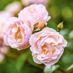David Austin The Lady of the Lake® Rambling Rose (6-Litre Pot) image 0