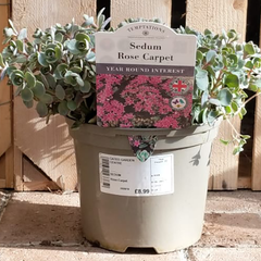 Sedum 'Rose Carpet' (2 litre pot) image 0