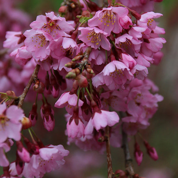 Prunus ‘Pink Cascade’ Tree (Weeping Cherry) (12-Litre Pot) image 1