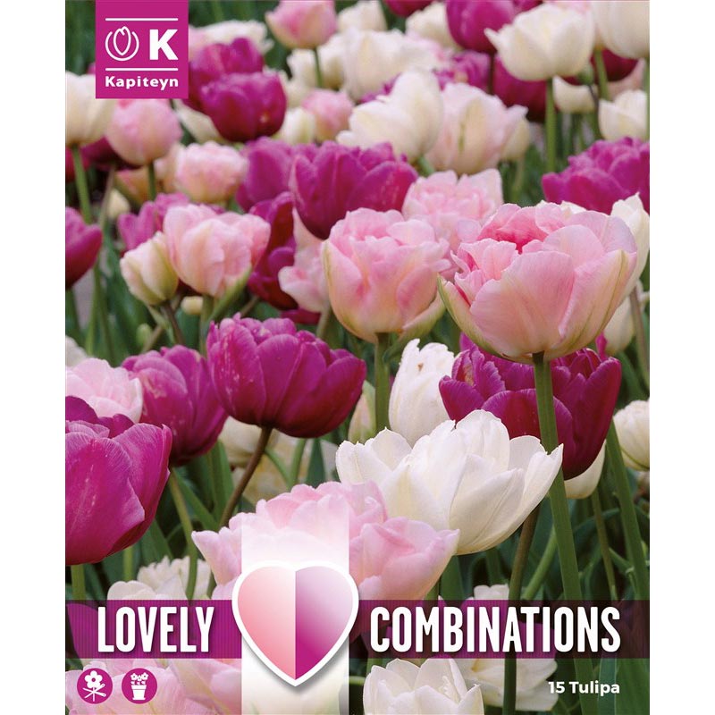 Lovely Combinations Pink, Purple and White Tulips (15 Bulbs) image 0