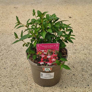 Fuchsia ‘Lady Thumb’ (3-Litre Pot) image 0