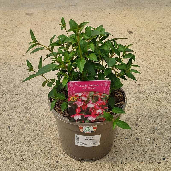 Fuchsia ‘Lady Thumb’ (3-Litre Pot) image 0