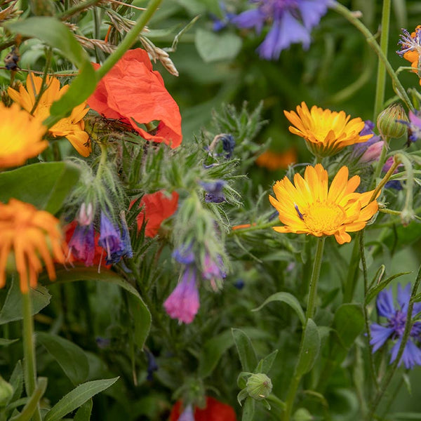 Nature’s Haven Easy Wildflowers Mix (4kg Box) image 1