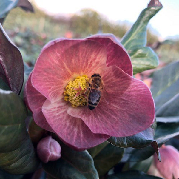 Helleborus HGC Ice N’ Roses Red image 0