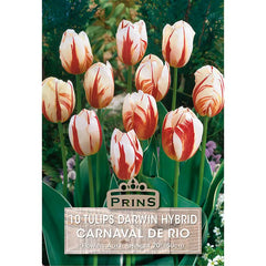 Tulip 'Carnaval de Rio' (10 bulbs) image 0