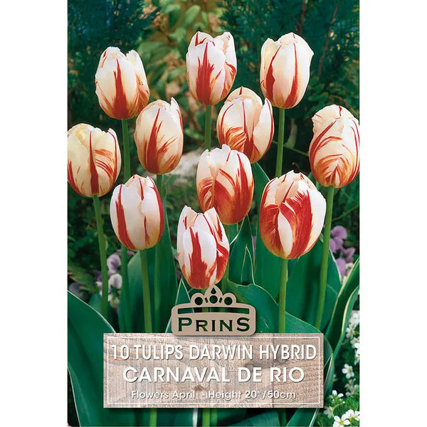 Tulip 'Carnaval de Rio' (10 bulbs) image 0