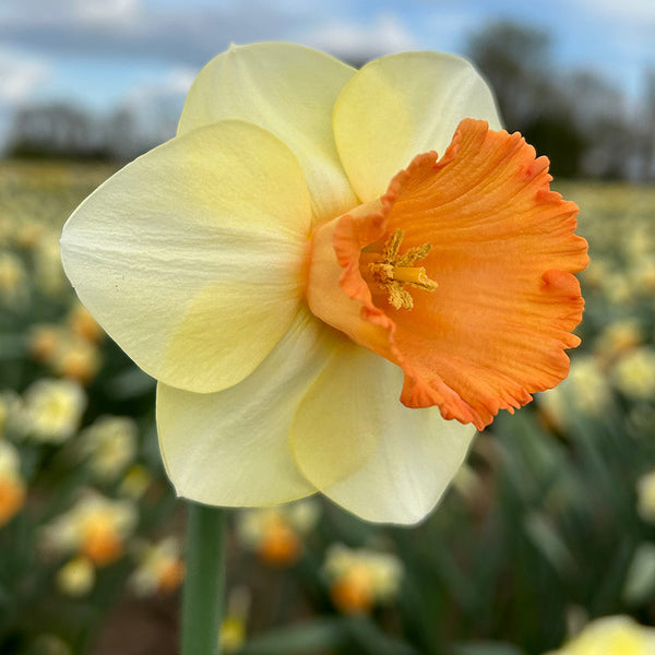 Narcissus ‘King Charles’ Daffodils (5 bulbs) image 2