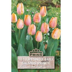 Tulip ‘Salmon Prince’ Single Early (10 Bulbs) image 0