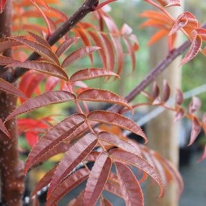 Sorbus commixta ‘Olympic Flame’ Tree (Japanese Rowan) (12-Litre Pot) image 0