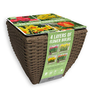 Pre-Planted Flower Bulbs in a Rattan Planter - Fire Shades image 0