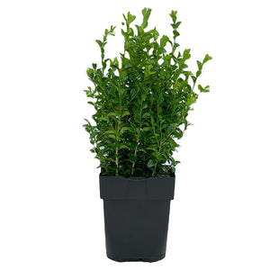 Buxus Sempervirens - 40 - 50cm image