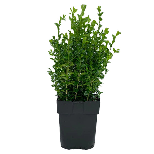 Buxus Sempervirens - 40 - 50cm image