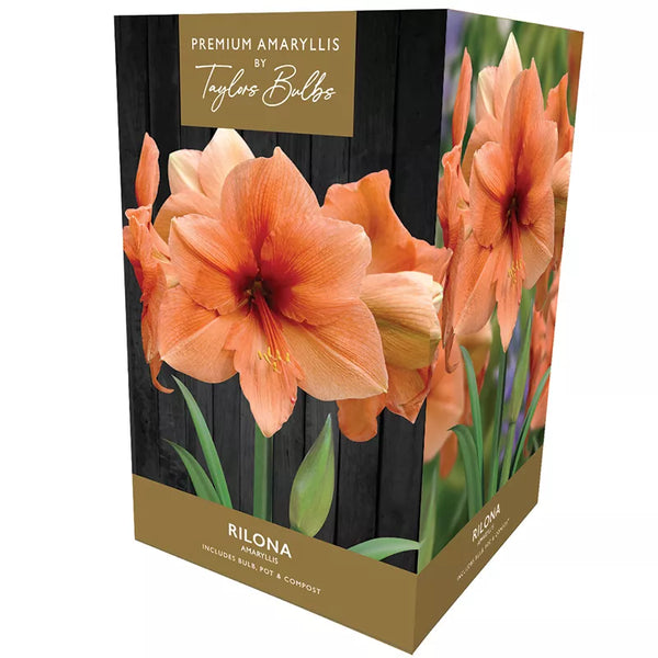 Amaryllis 'Rilona' (Premium Indoor Growing Kit Gift Pack) image 0