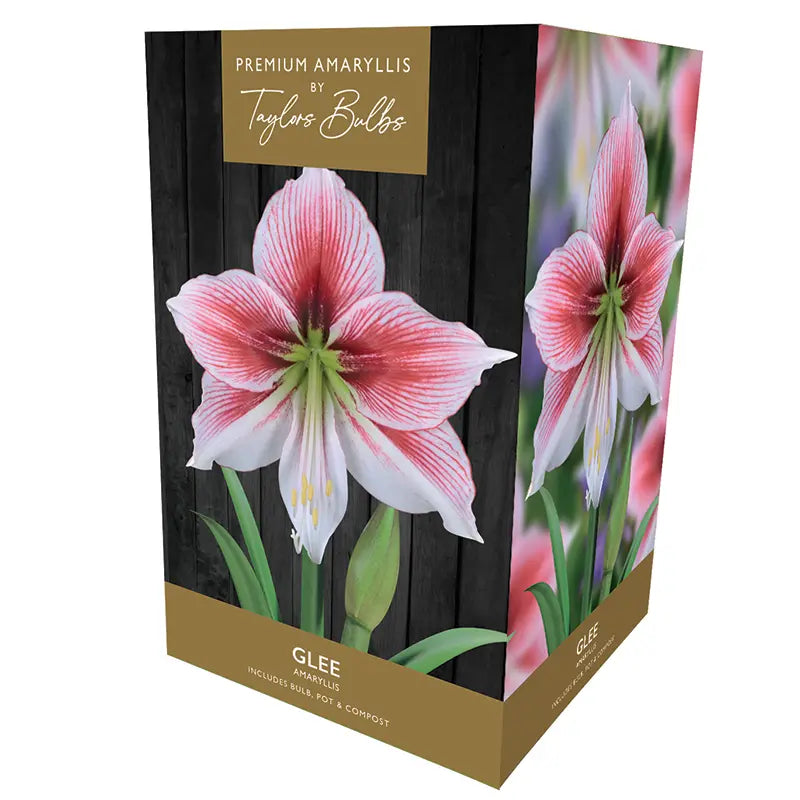 Amaryllis 'Glee' (Premium Indoor Growing Kit Gift Pack) image 0