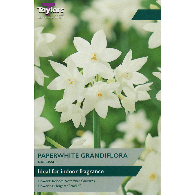 Narcissus Indoor ‘Paperwhite’ Daffodils (3 bulbs) image 0