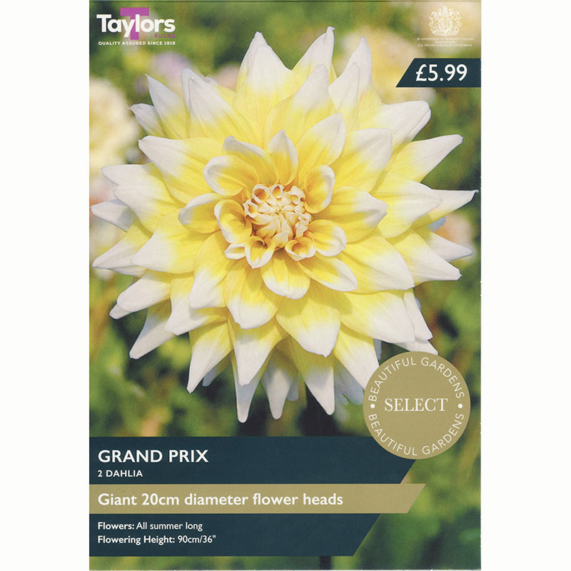 Dahlia ‘Grand Prix’ with Yellow Flowers (2 Tubers) image 0