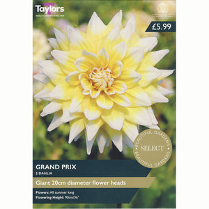 Dahlia ‘Grand Prix’ with Yellow Flowers (2 Tubers) image 0