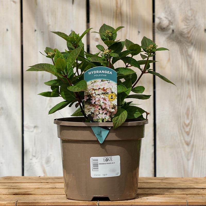 Hydrangea paniculata ‘Polestar’ (3-Litre Pot) image 0