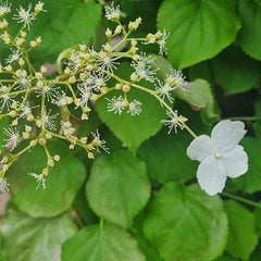 Hydrangea Petiolaris (3-Litre Pot) image 0