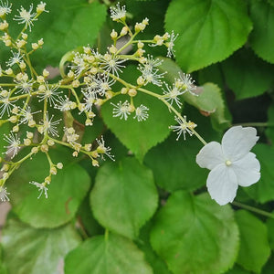 Hydrangea Petiolaris (3-Litre Pot) image 0