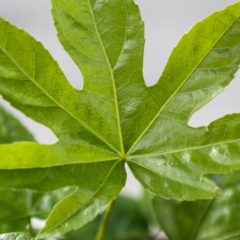 Fatsia japonica (3-Litre Pot) image 0