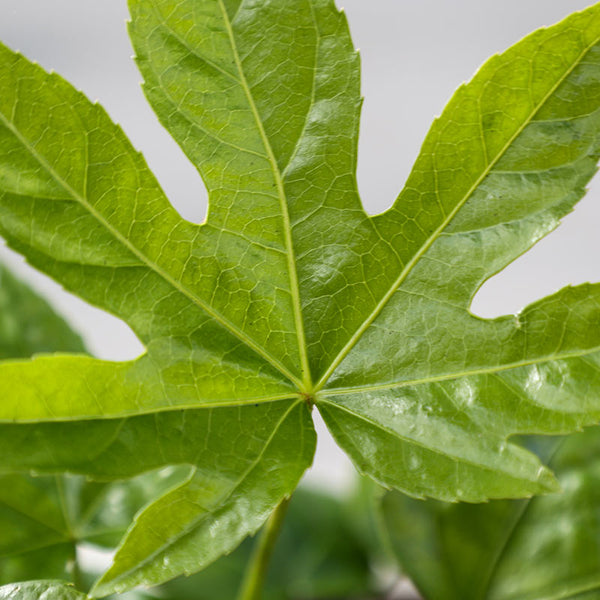 Fatsia japonica (3-Litre Pot) image 1