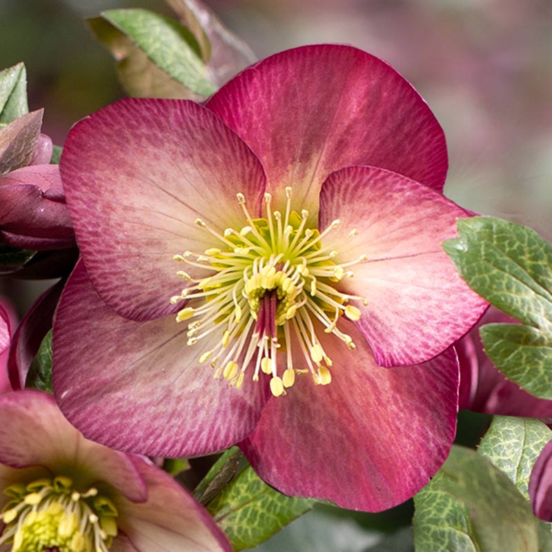 Helleborus ‘HGC Ice N’ Roses Mary Marble’ image 0