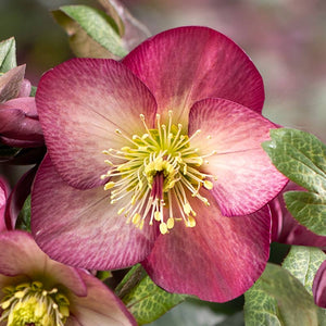 Helleborus ‘HGC Ice N’ Roses Mary Marble’ image 1