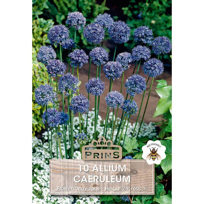 Allium 'Caeruleum' (10 bulbs) image 0