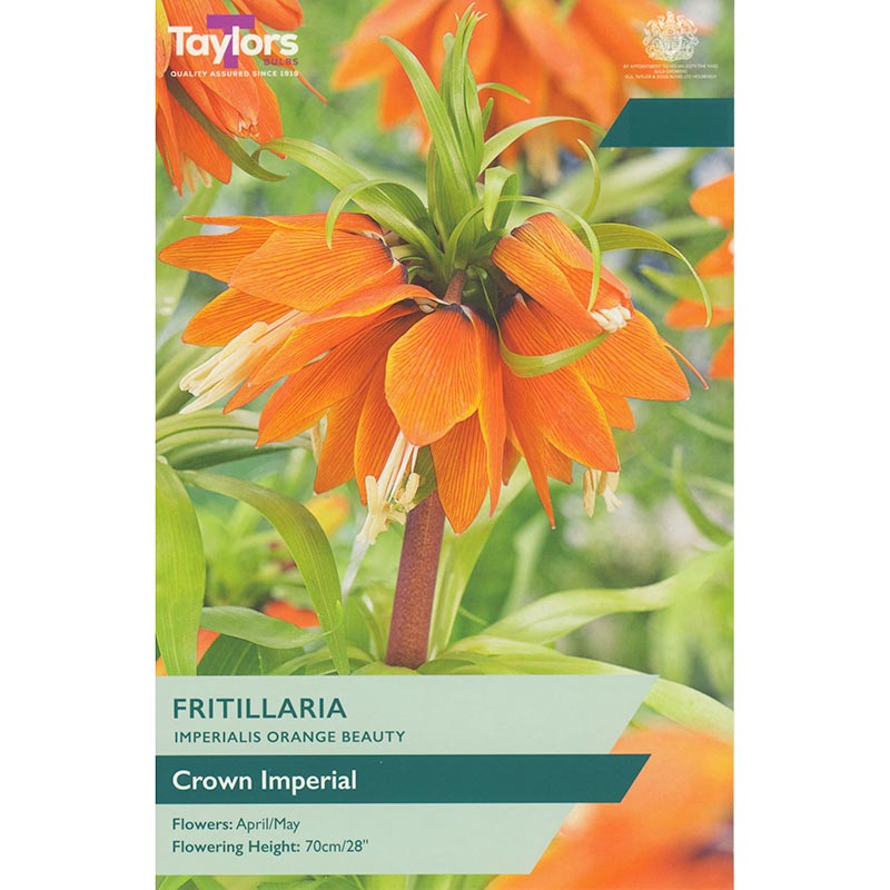 Fritillaria imperialis 'Orange Beauty' (1 Bulb) image 0
