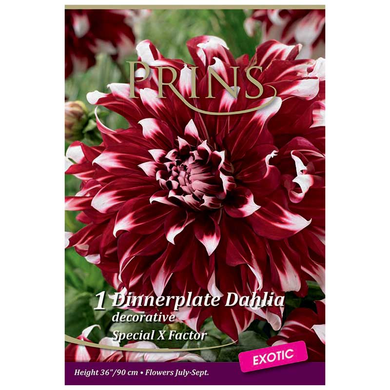 Dahlia Decorative 'Special X Factor' (1 tuber) image 0