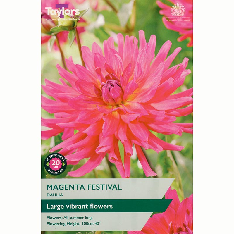 Dahlia ‘Magenta Festival’ with Pink Flowers (1 Tuber) image 0