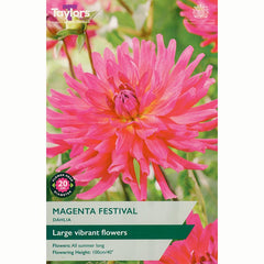 Dahlia ‘Magenta Festival’ with Pink Flowers (1 Tuber) image 0