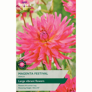 Dahlia ‘Magenta Festival’ with Pink Flowers (1 Tuber) image 0